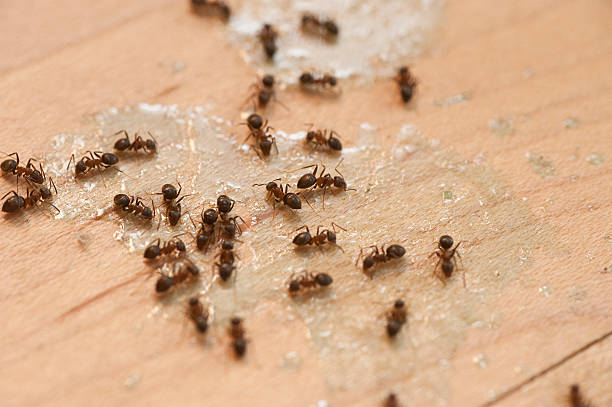 Best Pest Inspection Near Me  in New Market, TN