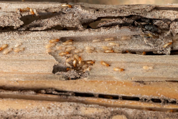 Best Affordable Pest Control Services  in New Market, TN